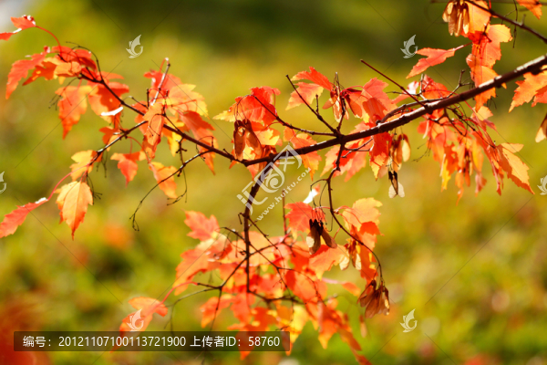 紅葉