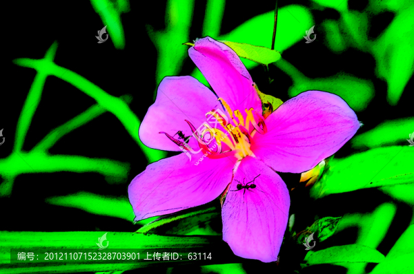 無框畫,紅色小花