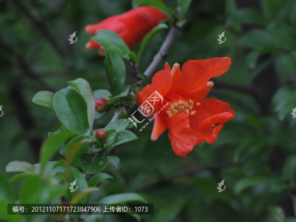 石榴花