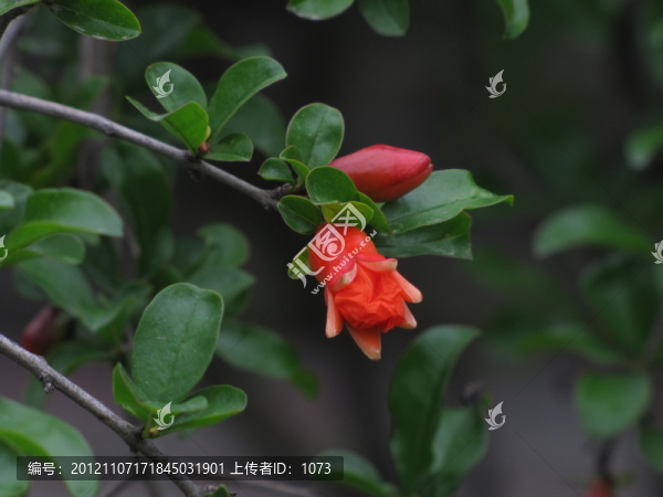 石榴花