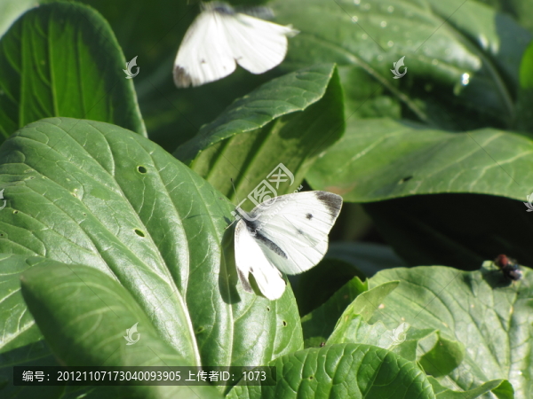 青菜與蝴蝶