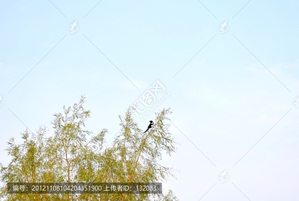 枝頭的喜鵲