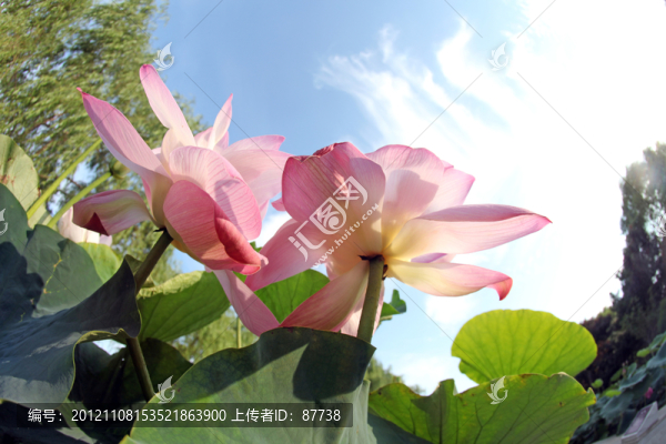 荷花