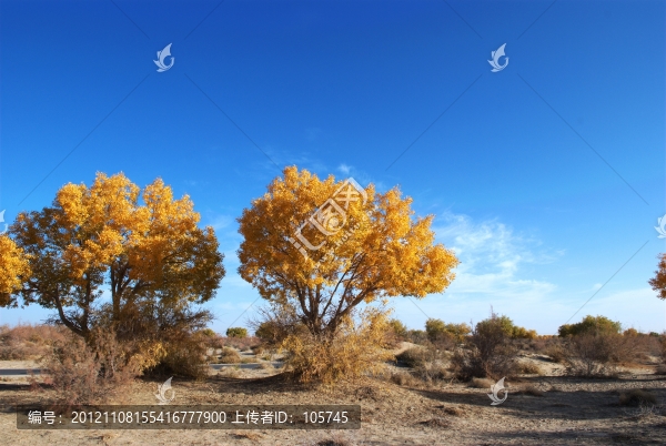 沙漠胡楊