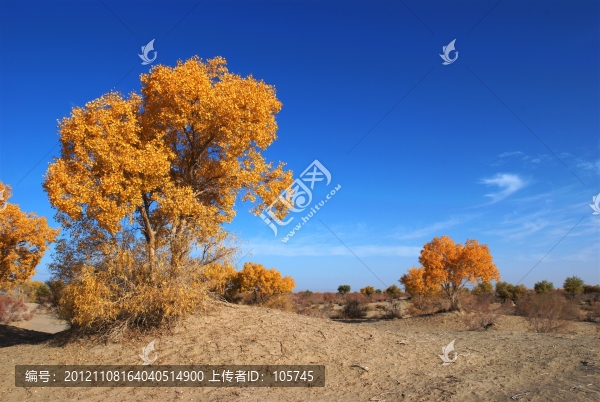 沙漠胡楊