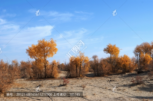 沙漠胡楊