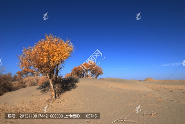 沙漠胡楊