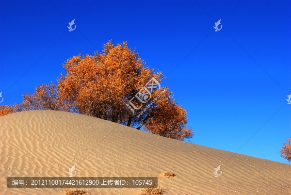 沙漠胡楊
