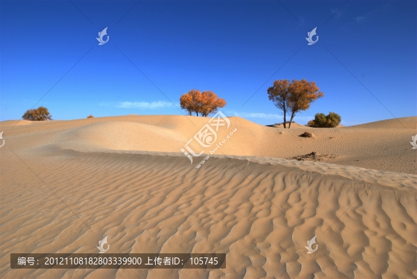 沙漠胡楊