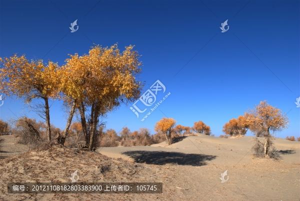 沙漠胡楊