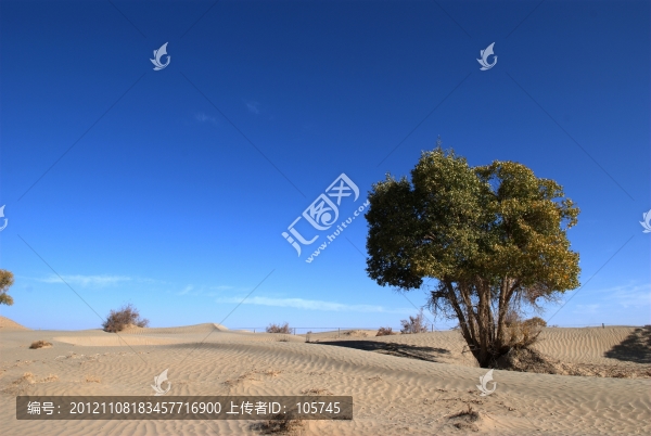 沙漠胡楊