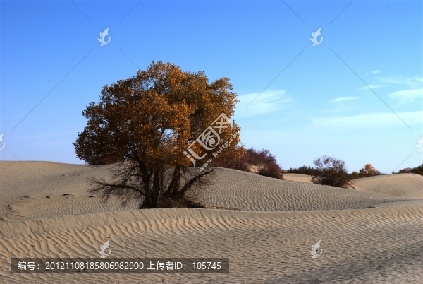 沙漠胡楊