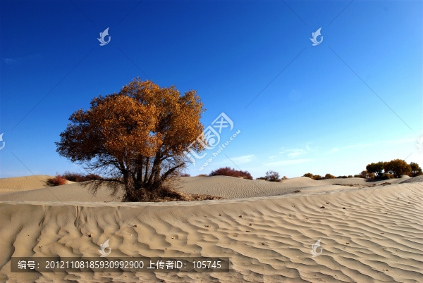 沙漠胡楊