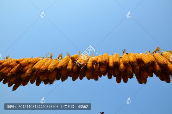 玉米