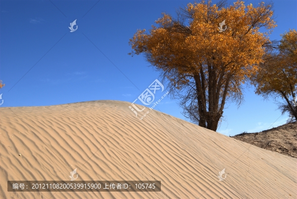 沙漠胡楊