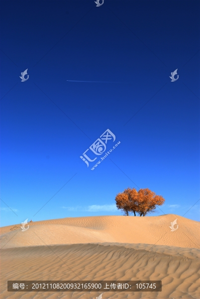 沙漠胡楊