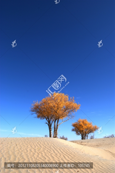 沙漠胡楊