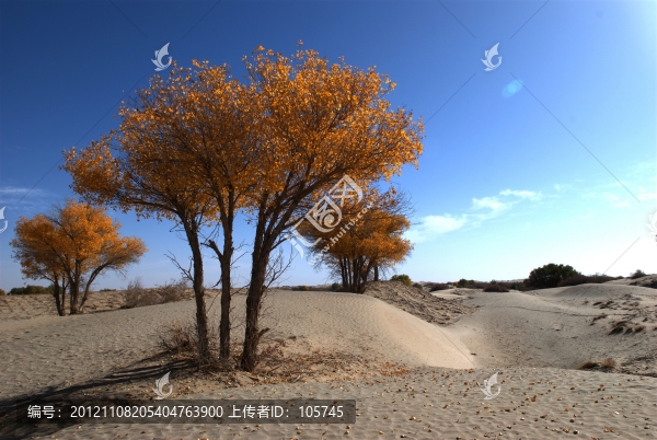 沙漠胡楊