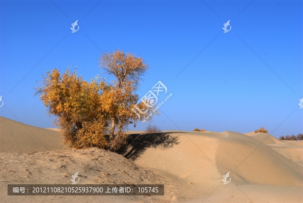 沙漠胡楊