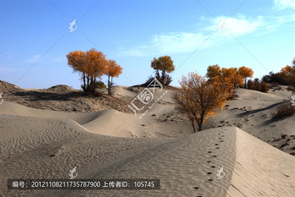 沙漠胡楊
