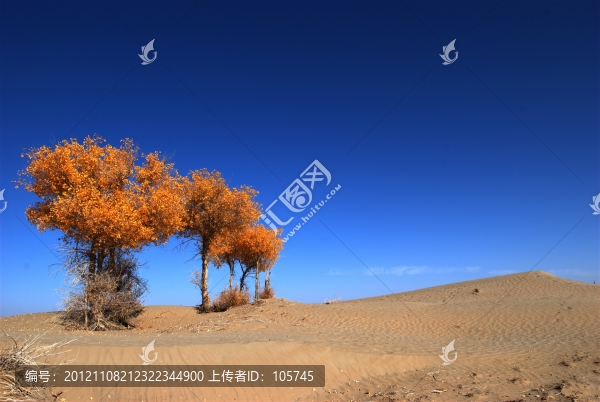 沙漠胡楊