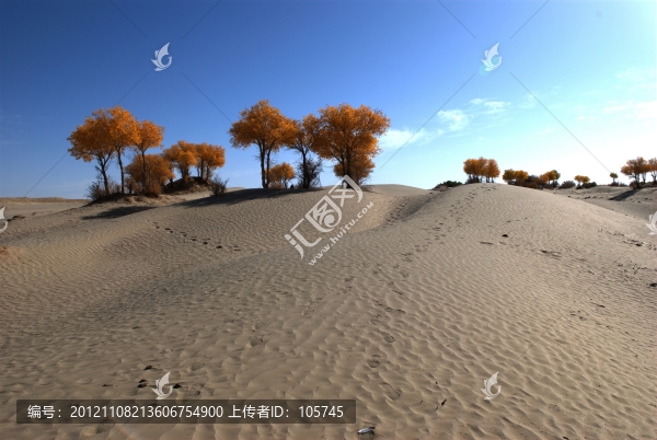 沙漠胡楊