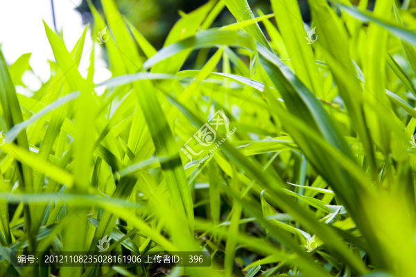 小草