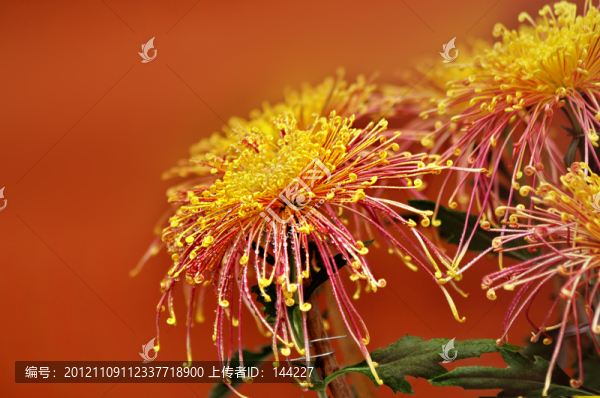 菊花