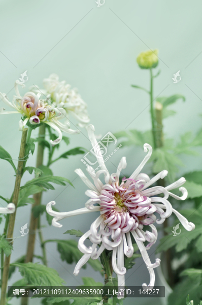 菊花