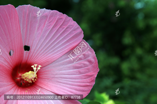 木槿花