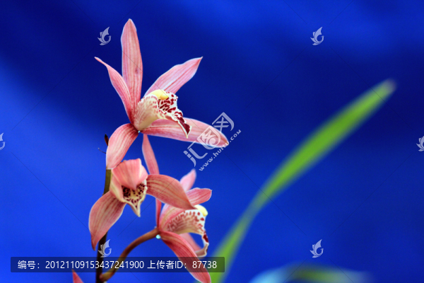 蘭花
