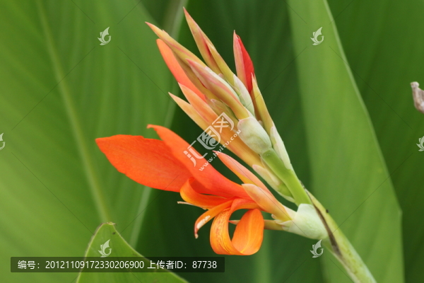 美人蕉