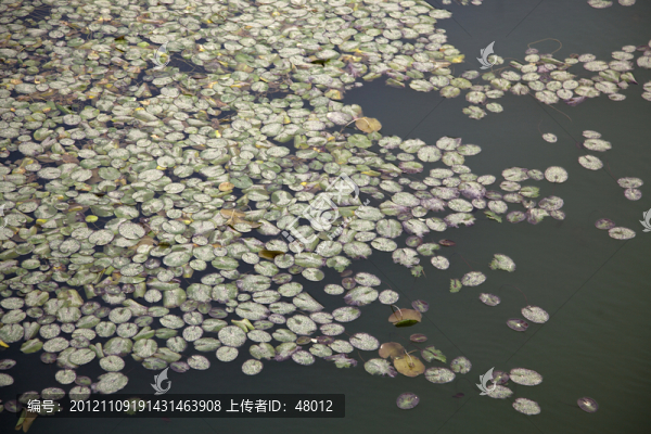 西安世園會(huì)荷池