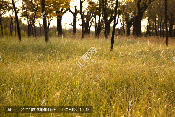 夕陽草地