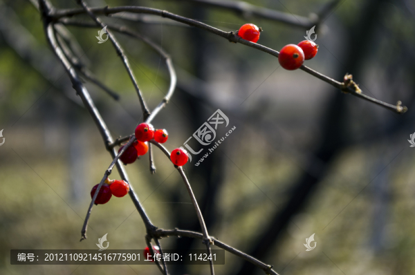 紅色果實