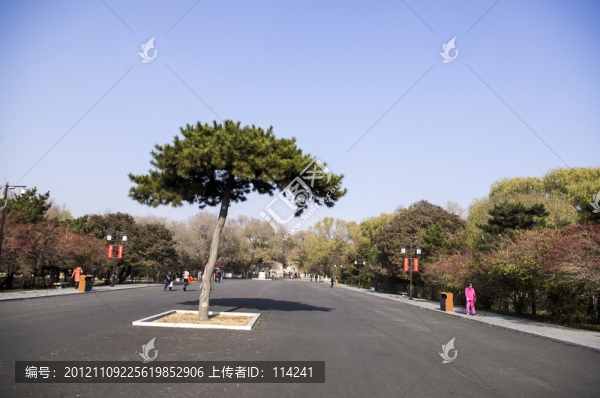 松樹