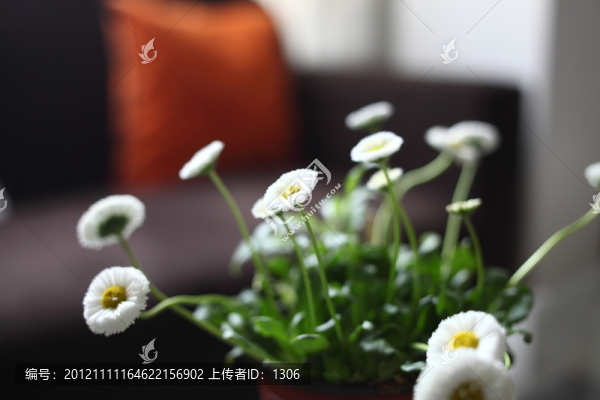 雛菊