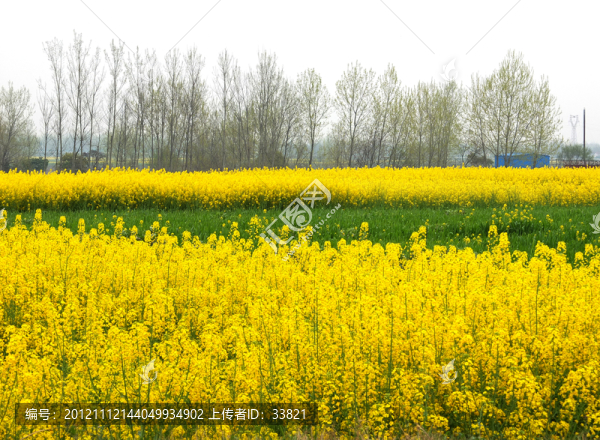 油菜花