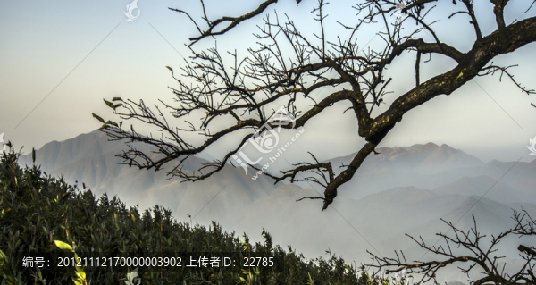 迎春圖