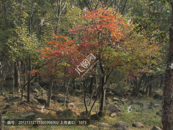 秋山秋葉紅