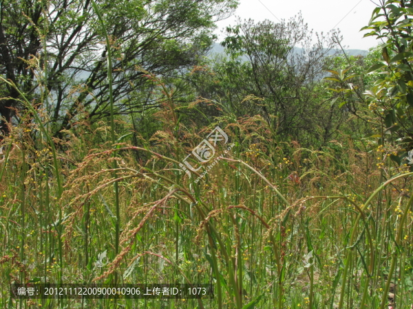 野草