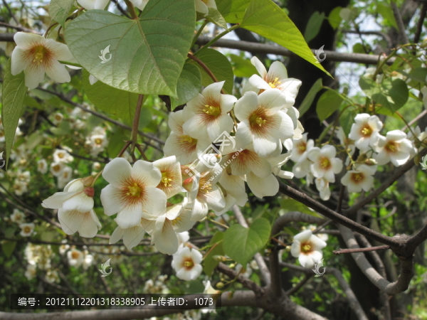 油桐花開
