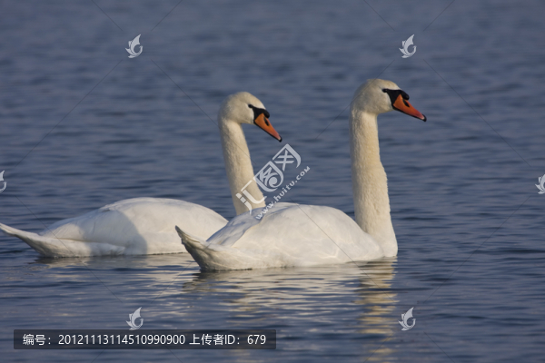 天鵝