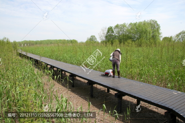 崇明西沙濕地