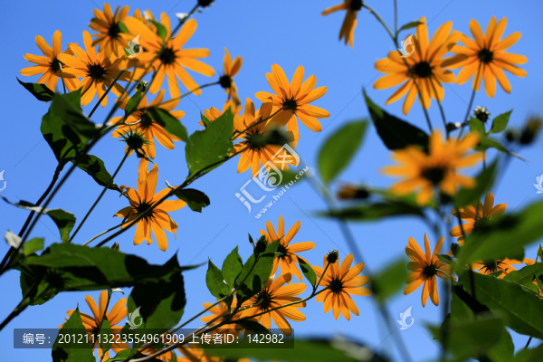 菊芋,洋姜花