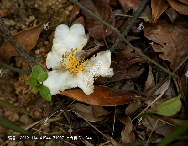 落花