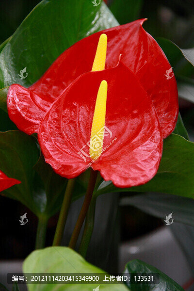 紅掌花
