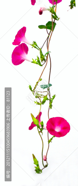 牽牛花