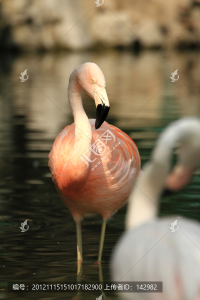 火烈鳥