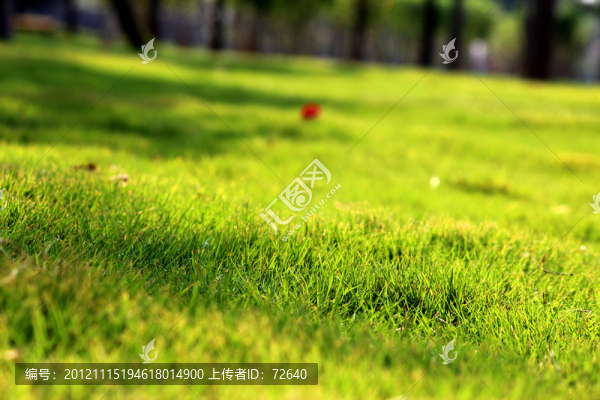 草坪